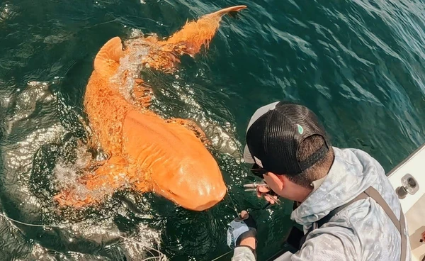 นักวิทยาศาสตร์ยืนยันฉลามพยาบาลสีทองนอกชายฝั่งคอสตาริกาเป็นโรคพันธุกรรมหายาก