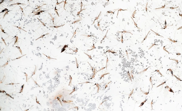 โลกร้อนเร่ง “มาลาเรีย”  คร่าชาวแอฟริกาเพิ่มอีก 5 แสนคน