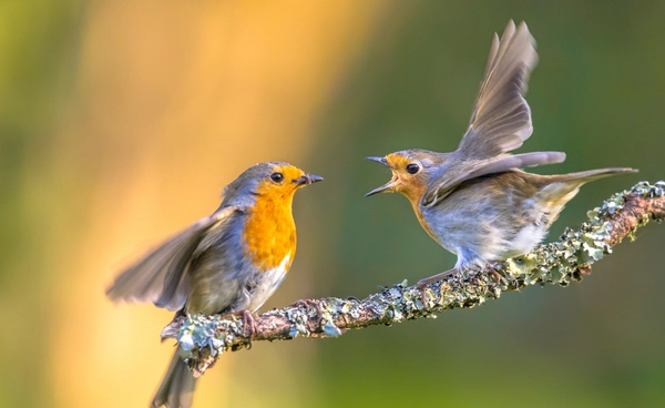 “เสียงนกร้อง” ช่วยเยียวยาใจ   งานวิจัยชี้ช่วยลดเครียดได้จริง!