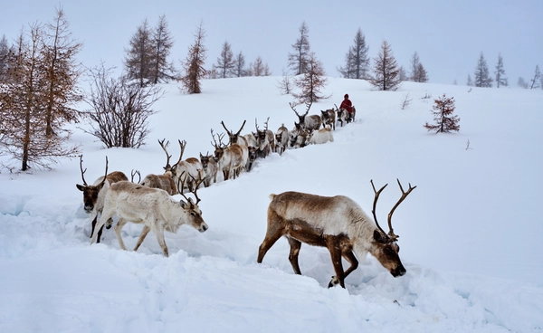 “กวางเรนเดียร์” เริ่มอยู่ยาก โลกร้อนทำฝนตกถี่ขึ้น จนหิมะกลายเป็นน้ำแข็ง
