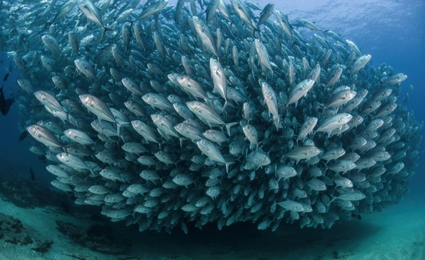 ทะเลร้อนขึ้นไม่กี่องศาฯ อาจทำปลาหายทั้งมหาสมุทร  งานวิจัยชี้ปลาลด 7.2% ทุก 0.1°C