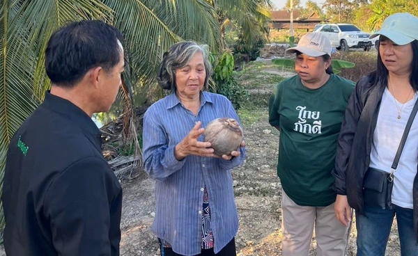 สำรวจราคาข้าว–มะพร้าว สามพราน รายได้เกษตรกรต่ำ สวนทางต้นทุนผลิต