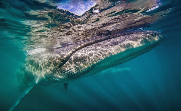 โลกร้อนเปลี่ยนวิถี “วาฬ”  เปลี่ยนเมนู แบ่งอาหาร   ดิ้นรนอยู่รอดในทะเลเดือด