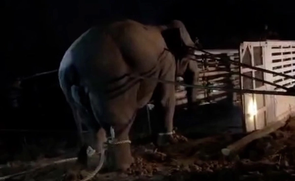 สีดอหูพับ กับโจทย์ใหญ่คน–ช้าง ตัวเลขไหนต้องชัด