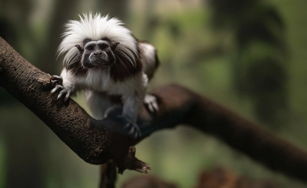 Google ระดมพลัง AI ถอดรหัสพันธุกรรมสัตว์ป่าใกล้สูญพันธุ์ หวังสร้างพิมพ์เขียวกู้ชีพ 150 สายพันธุ์ทั่วโลก