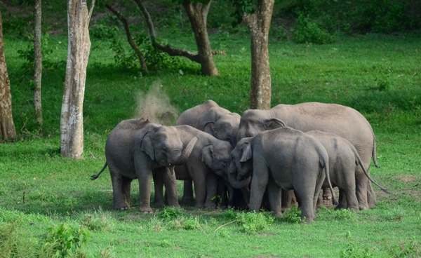 ชวนเที่ยว "โป่งช้างเผือก" แหล่งเรียนรู้ศึกษาสัตว์ป่าห้วยขาแข้ง