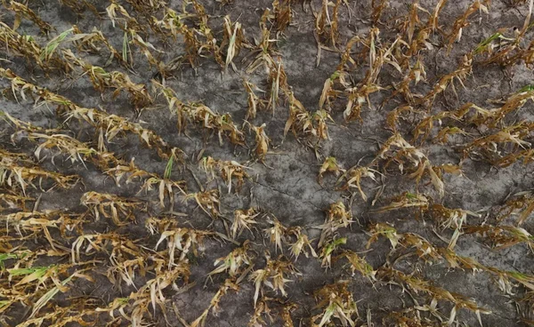 “อาร์เจนตินา” ฝนไม่พอ เขย่าความหวังแหล่งอาหารโลก