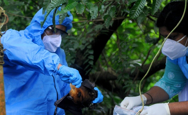 อินเดียเผยคุม "ไวรัสนิปาห์" ระบาดได้แล้ว หลังพบผู้ติดเชื้อ 2 คนในรัฐเบงกอลตะวันตก 