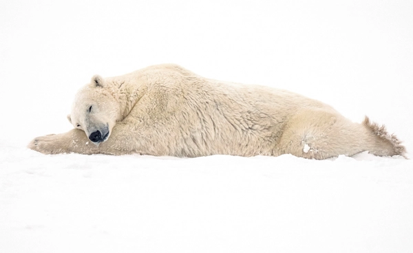 หมีขั้วโลกอ้วนขึ้น!  ท่ามกลางอาร์กติกที่กำลังละลาย