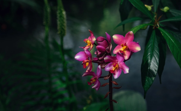 โลกร้อนเขย่าป่าเขตร้อน ดอกไม้บานเพี้ยนฤดู  สะเทือนห่วงโซ่อาหารโลก