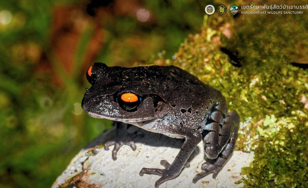 เคยเห็นไหม? "อึ่งกรายลายเลอะ" เจ้าของดวงตาสีเลือดแห่งพงไพร