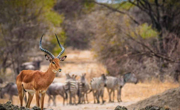3 มีนาคม วันสัตว์ป่าและพืชป่าโลก 