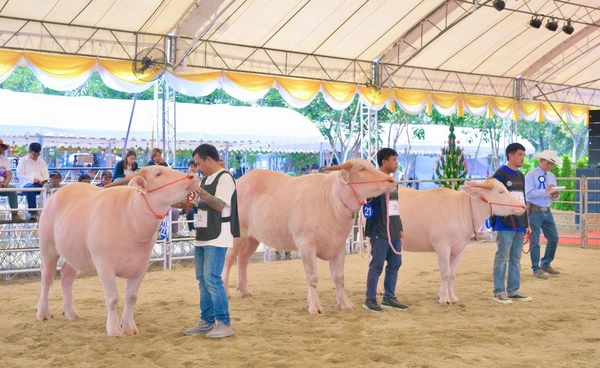 ปศุสัตว์จัดงานกระบือปลักไทย ชิงถ้วยพระราชทาน