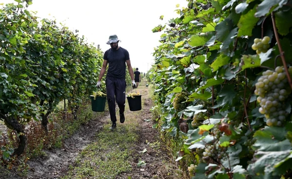 เพจปลอมระบาดหนัก! รัฐบาลเตือนภัย ชวนทำงานเกษตรออสเตรเลีย 