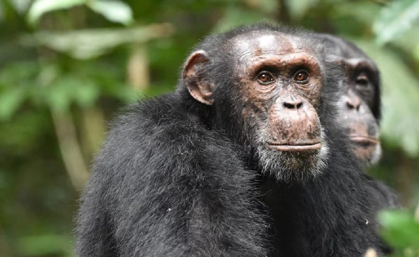 สะเทือนวงการวิวัฒนาการ  มนุษย์อาจสืบสายรักแอลกอฮอล์  จากบรรพบุรุษลิง!