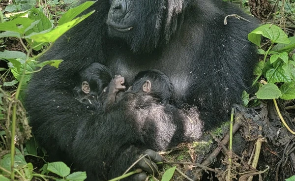 ปาฏิหาริย์กลางป่า!  กำเนิด “กอริลลาฝาแฝด”  โอกาสไม่ถึง 1% 