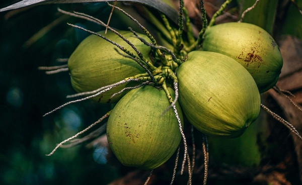 พาณิชย์เร่งแก้วิกฤตมะพร้าวน้ำหอมไทย สกัดนอมินี–ปราบสินค้าปลอม เดินหน้าหาตลาดส่งออกใหม่