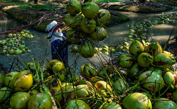 พาณิชย์กาง 3 แผนรุก สยบวิกฤตมะพร้าวน้ำหอมล้นตลาด-สกัดนอมินี