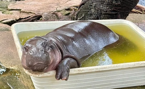 สวนสัตว์เปิดเขาเขียว ยืนยันดูแล "น้องหมูเด้ง" ตามมาตรฐานสากล