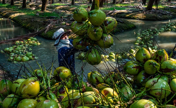 ส่องชะตากรรมมะพร้าวน้ำหอมไทย   เจาะลึกห่วงโซ่ใหม่ ใครคุมเกมมะพร้าวไทย?