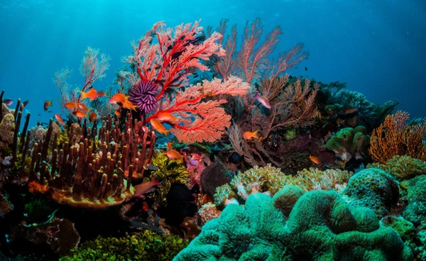 4 มีนาคม “วันปะการัง”  ตระหนักรู้ความสำคัญระบบนิเวศทางทะเล