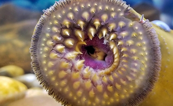 “ถ้วยดูด”  เลียนแบบปากปลา ยกของหนักกว่าตัวเองได้ 850 เท่า