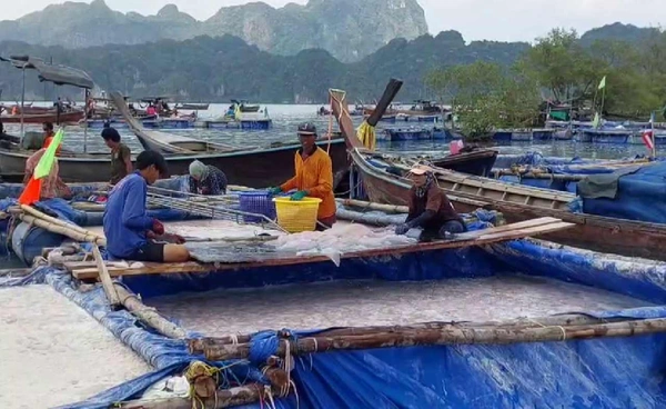 "สร้างรายได้"ชาวประมงกระบี่ ล่องเรือจับแมงกะพรุน ราคาดีตัวละ 5บาท  | เรื่องดีดีทั่วไทย | 28-1-69