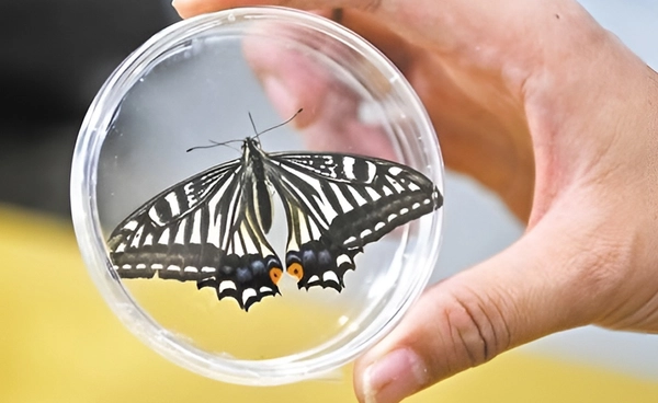 จีนฟักตัวผีเสื้อในอวกาศสร้างระบบนิเวศจำลอง ก้าวสำคัญสู่การอยู่อาศัยบนอวกาศ