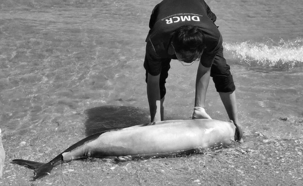 พบซาก "โลมาหัวบาตรหลังเรียบ" เกยตื้นหาดชะอำใต้ จ.เพชรบุรี
