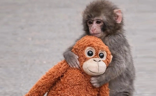 ไวรัลพันช์คุง สู่ทฤษฎี Baby Schema งานวิจัยความน่ารักเป็นกลไกทางวิวัฒนาการ