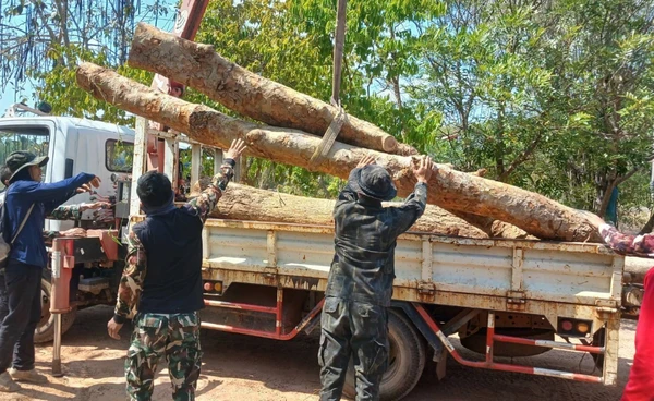 สนธิกำลัง ตรวจยึดไม้มีค่า "ไม้ประดู่ ไม้แดง" 