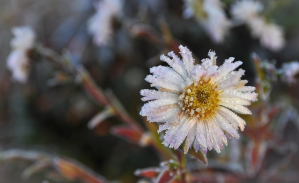 ดอกไม้ฤดูหนาวบานก่อนเวลา  สัญญาณโลกร้อน ทำปฏิทินธรรมชาติพัง