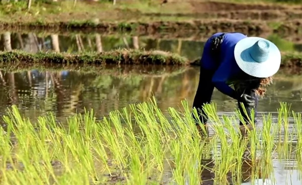 "เกษตรกรอีสาน" ตัวแปรชี้ชะตาเลือกตั้ง 69