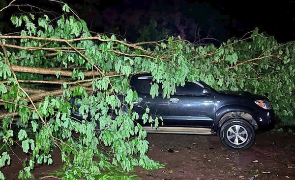 "เลย" พายุถล่ม อ.ด่านซ้าย ต้นไม้ล้มทับรถ 4 คันรวด