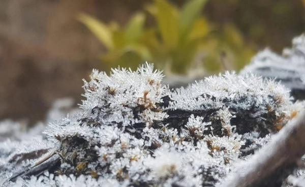 ดอยอินทนนท์ หนาวต่อ!  เกิด “เหมยขาบ” ครั้งที่ 40 ของฤดู