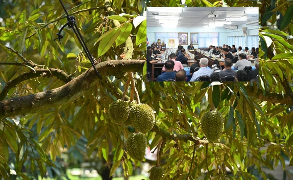 DIT ดันจันทบุรี ต้นแบบทุเรียนพรีเมียม