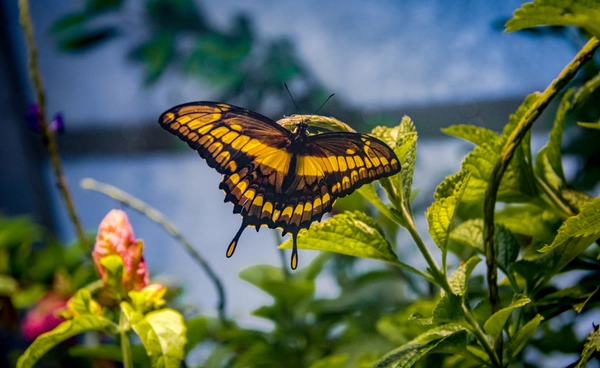 “อังกฤษ” ขออย่าเพิ่งกำจัดหนอน ชวนคนทำสวนเปลี่ยนทัศนคติ เหตุประชากรผีเสื้อลดฮวบ 33%