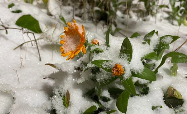 ดอกไม้บานในฤดูหนาว โลกร้อนทำวงจรชีวิตพืชรวน สัญญาณเตือนความผิดปกติจากธรรมชาติ