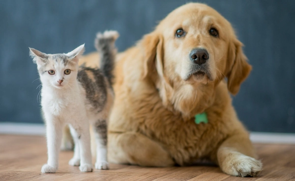 สภา กทม. เห็นชอบขยายเวลาบังคับใช้กฎหมายควบคุมสัตว์เลี้ยง ออกไป 1 ปี