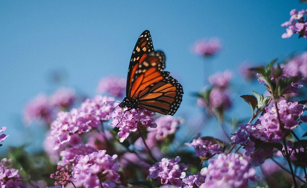เทคโนโลยี “แท็กติดตาม” เกาะ “ผีเสื้อจักรพรรดิ” รู้พิกัดอพยพแบบ Real-time