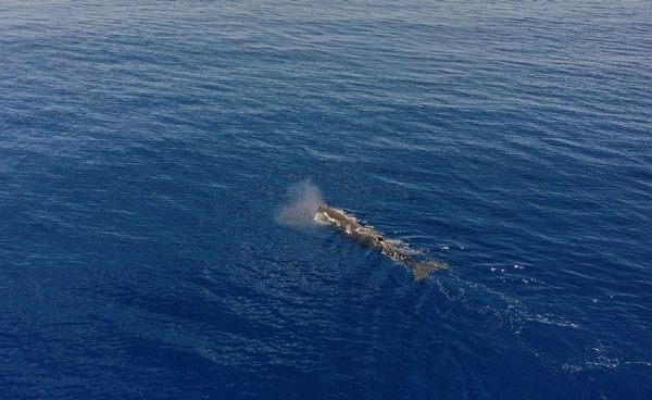 ทะเลเดือดลึก 1,000 เมตร!  จุลินทรีย์ปรับตัวสู้วิกฤตโลก