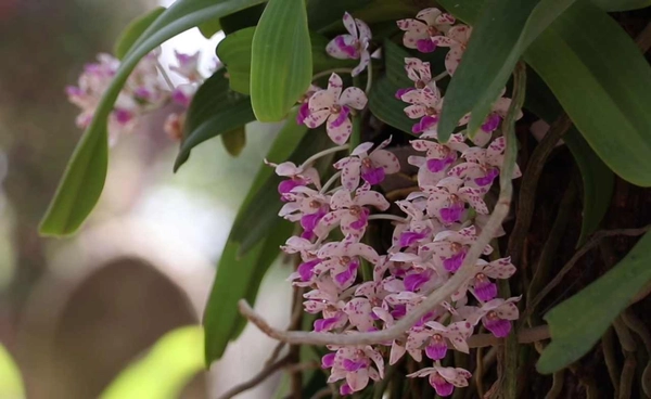  "กล้วยไม้ป่าช้างกระ"มัญจาคีรี บานสะพรั่ง 4,000 ช่อบนต้นมะขามร้อยปี | เรื่องดีดีทั่วไทย | 18-2-69