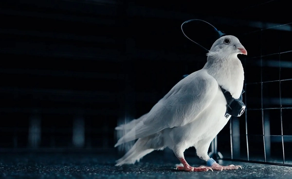 รัสเซียสร้าง “โดรนนกพิราบ”  ผ่าสมองเพื่อควบคุม อ้างราคาพอ ๆ กับโดรนทั่วไป !?