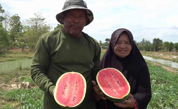 "แตงโมเมญ่า" เปลี่ยนนาร้าง 2 ไร่ โกยรายได้ทะลุ 50,000 บาท | เรื่องดีดีทั่วไทย | 24-2-69