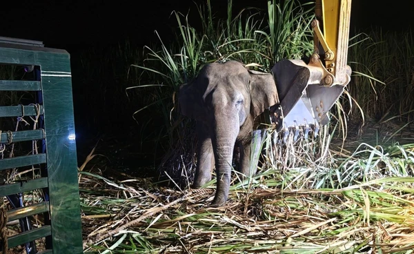เปิดภารกิจย้าย “สีดอแก้ว” ลดขัดแย้ง คน–ช้างป่า จ.สระแก้ว