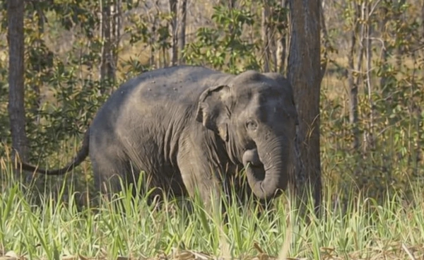 ภารกิจย้ายช้างป่าพลาด  “สีดอหูพับ” ดับกลางทาง กรมอุทยานฯ รับเป็นบทเรียนครั้งใหญ่