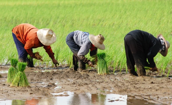 เตือนโรคไข้ดินสะสมทั่วประเทศ 732 ราย และมีผู้เสียชีวิต 23 ราย