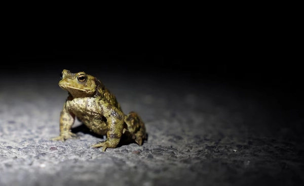 โลกร้อนจ่อคุกคาม “กบ” นักวิจัยเตือนเสี่ยงสูญพันธุ์