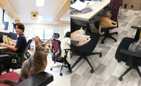 บริษัทญี่ปุ่นจ้างแมวมาช่วยคลายเครียดให้กับพนักงาน