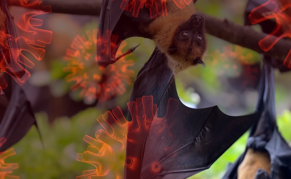 ทำไม “ไวรัสนิปาห์” ถูกจัดเป็นโรคติดต่ออันตราย และเหตุใด WHO ต้องจับตาใกล้ชิด